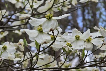Dogwood flowers